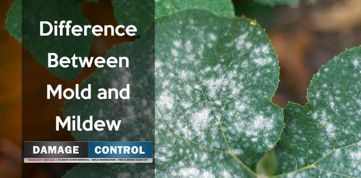 mold-vs-mildew-the-differences-between-them-damage-control-911