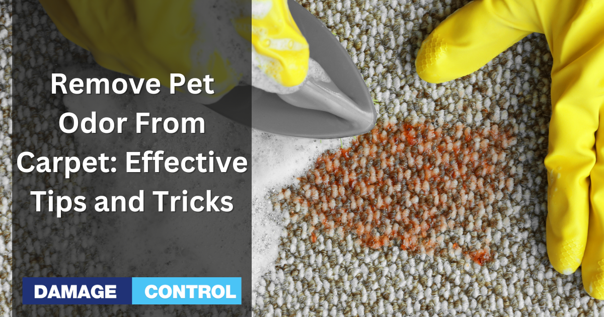 How to Remove Pet Odor From Carpet Effective Tips and Tricks