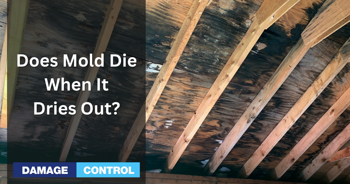 Does Mold Die When It Dries Out? - GP Inspections