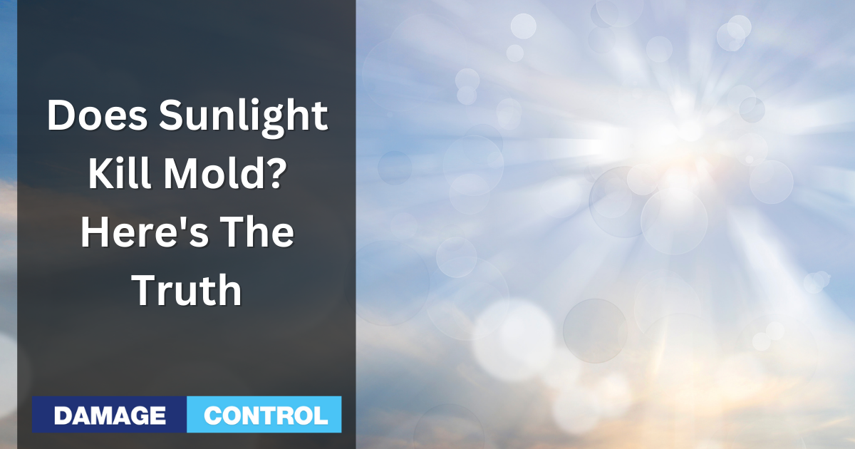 Is Sunlight A Viable Option For Killing Mold In Your Home 