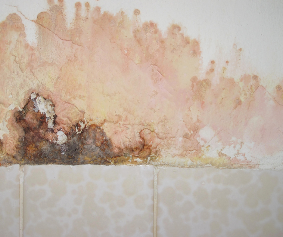 facts-about-pink-mold-and-how-to-get-rid-of-it-mold-guide-101