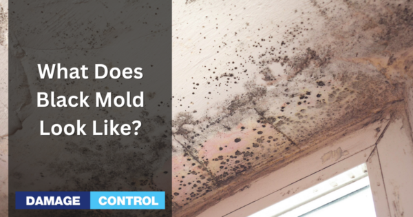 what-does-black-mold-look-like-a-complete-guide-to-identifying