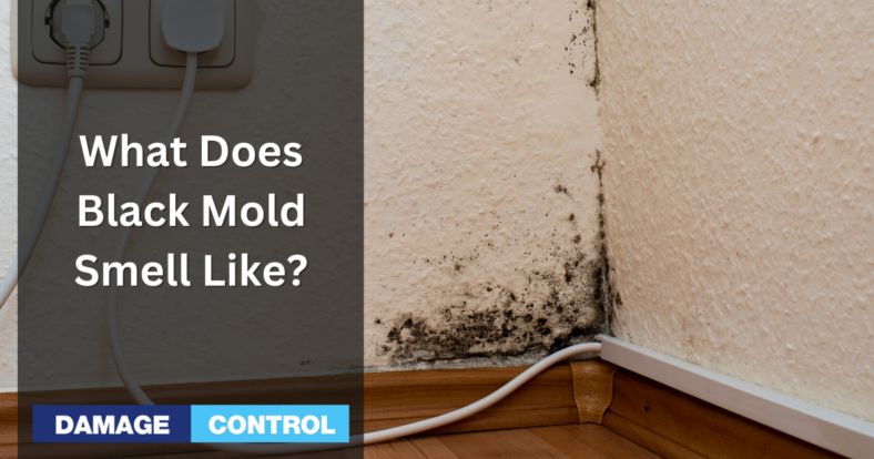 What Does Black Mold Smell Like 