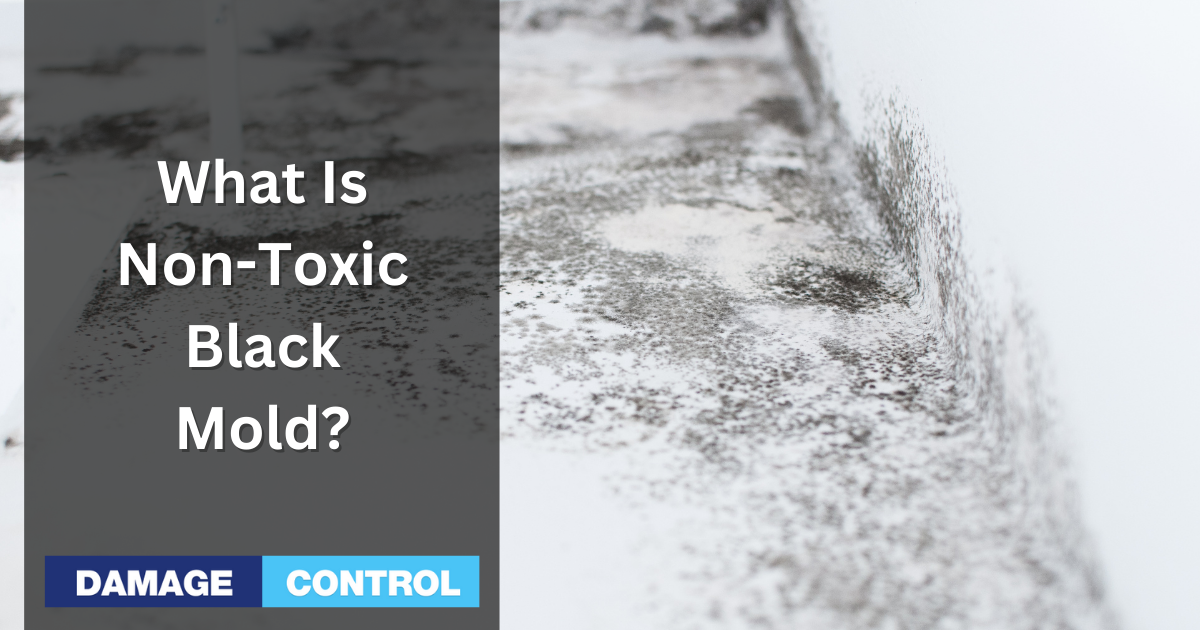 https://www.damagecontrol-911.com/wp-content/uploads/what-is-non-toxic-black-mold.png
