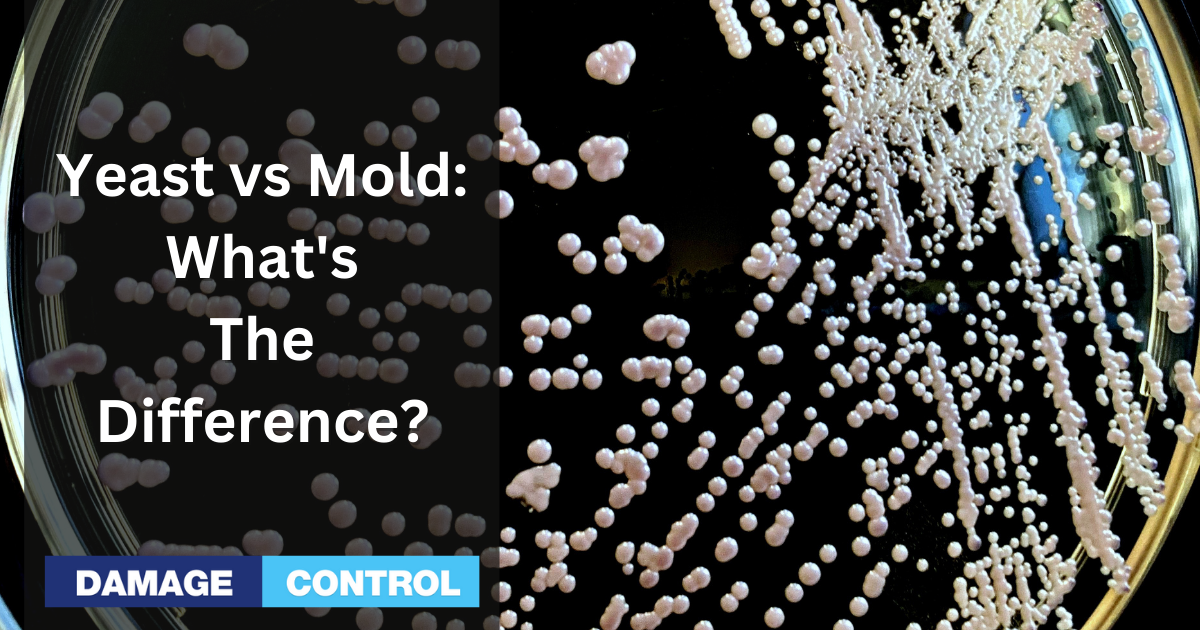 yeast-vs-mold-what-are-the-differences-and-are-they-important